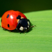 ladybird