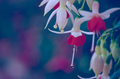 Fabulous Fuchsia