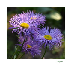 Aster amellus