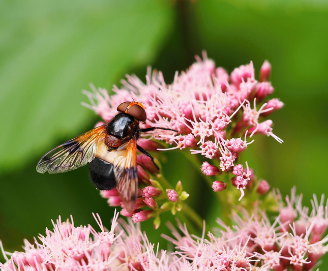 Pestrica "Volucella pellucens"