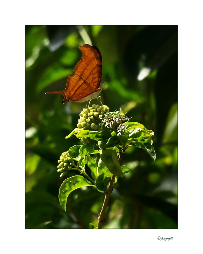 Marpesia petreus