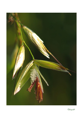 Aj rozkvitnutá tráva je pekná...