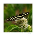 Heliconius charithonia