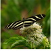 Heliconius charithonia