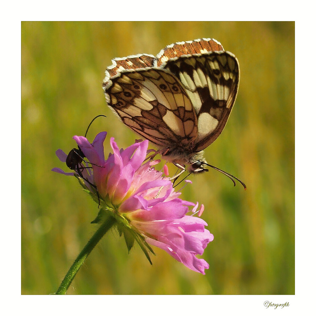 Pepitový motýľ