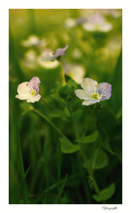 Veronika pri západe slnka