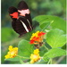 Heliconius erato phyllis 2.