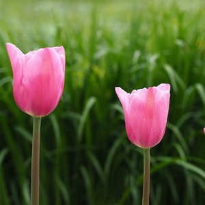 Tri tulipány