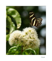 Heliconius charithonia - iná póz