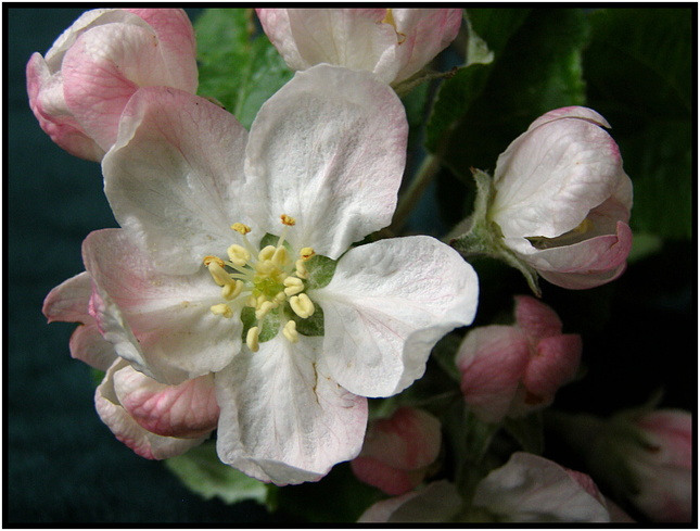 Už kvitnú jablone (2)