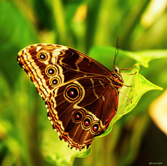 Morpho