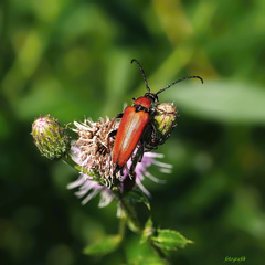 Fúzač obyčajný (Leptura rubra)