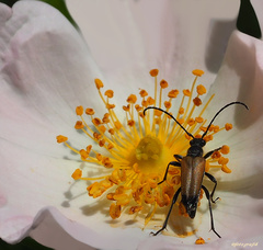 fuzáč Nivellia sanguinosa