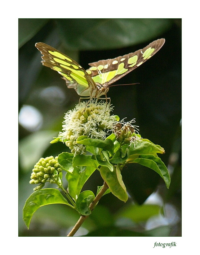 Malachitový motýľ