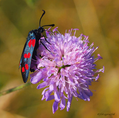 Chrastavec je najchutnejší :)