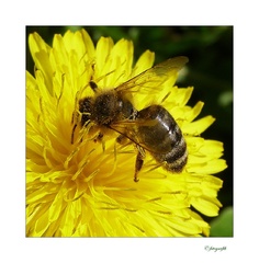 Včielka Maja v máji ...