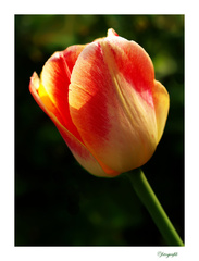 Tulipán v podvečernom slnku