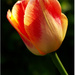 Tulipán v podvečernom slnku