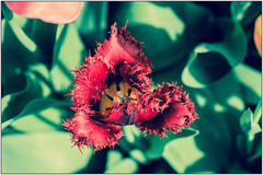 Tulip