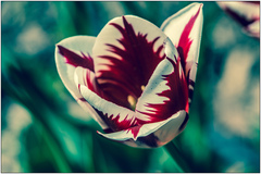 Tulipan