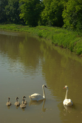 rodinka