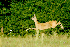 hop!