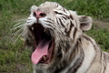 Ospalý tiger