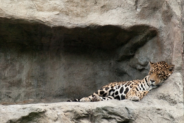Jaguár americký  a jeho siesta