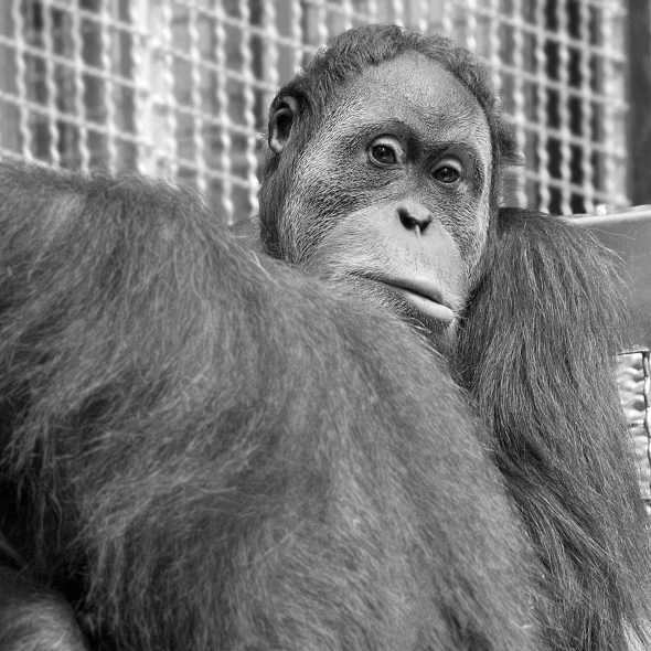 Smutné orangutanie oči