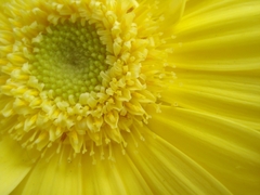 gerbera