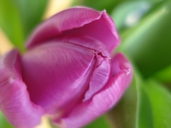 tulipan