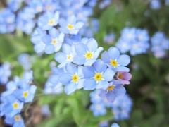 blue