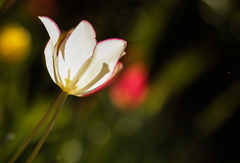 Tulip...