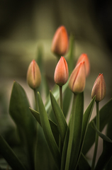 Tulips...