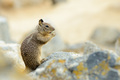 California ground squirrel