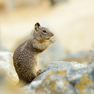 California ground squirrel