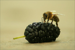 Apis