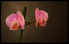 Phalaenopsis