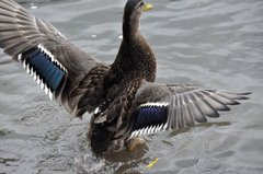 Kacka
