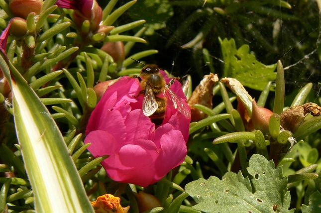 Makro včela 1