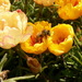 Makro včela 2