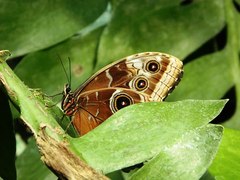 motyl