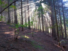 Light