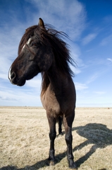Don´t call me pony!