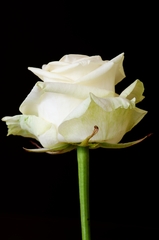 Simply white