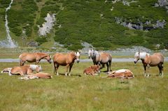 Horses of God II.