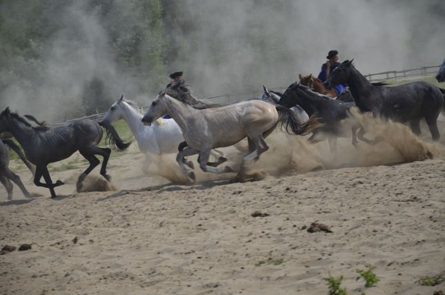 Crazy horses