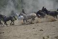 Crazy horses