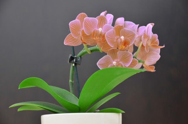 Orchidea - upravene foto