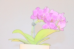 Orchidea - omalovanka